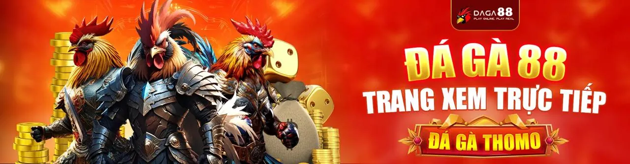 Đá gà trực tuyến VN888 - Chiến kê đang thi đấu trên sân